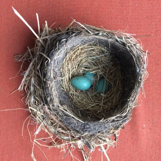 nest_eggs